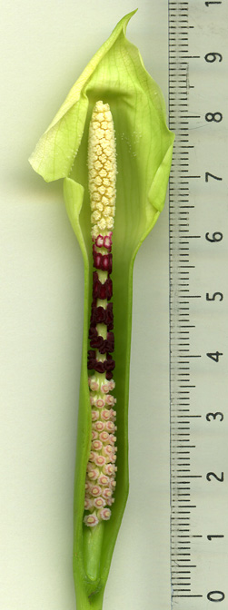 Chlorospatha atropurpurea