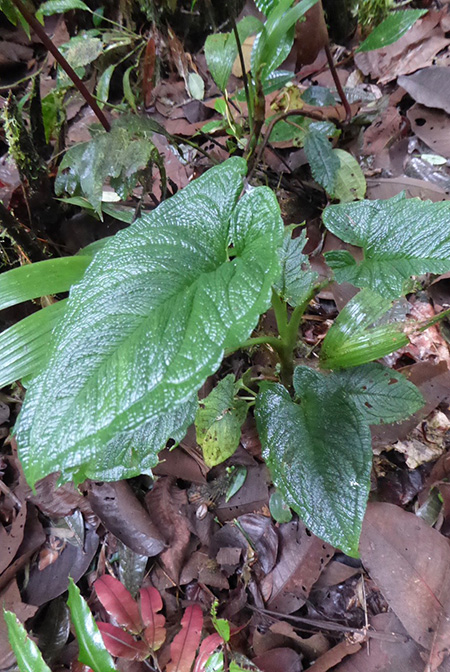 Chlorospatha bogneri