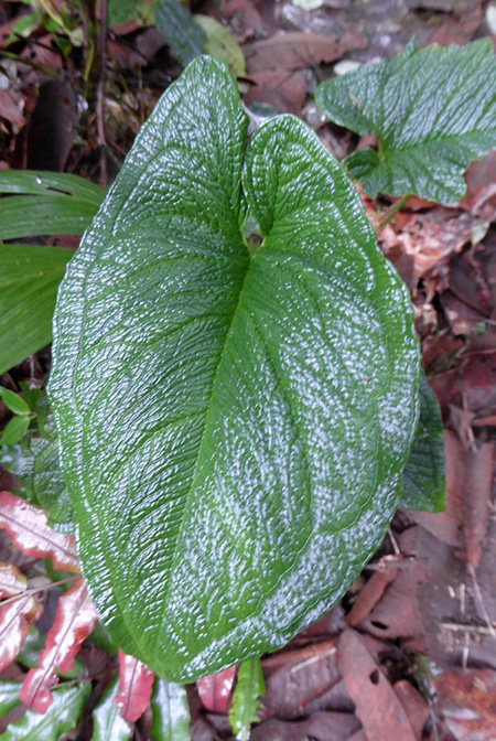 Chlorospatha bogneri