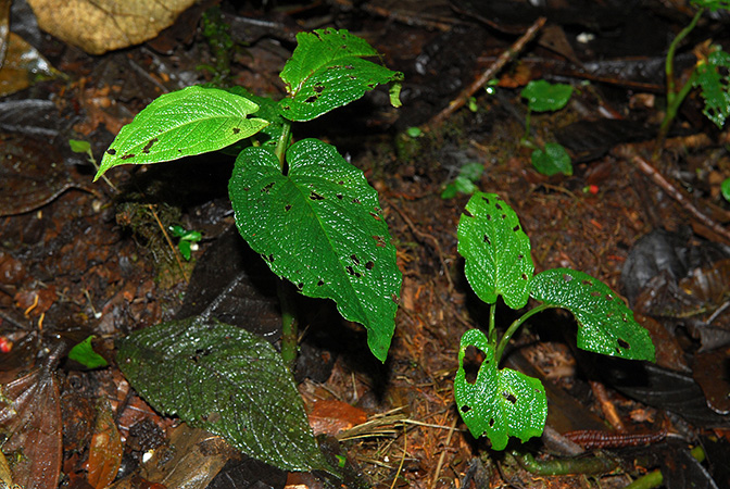 Chlorospatha bogneri