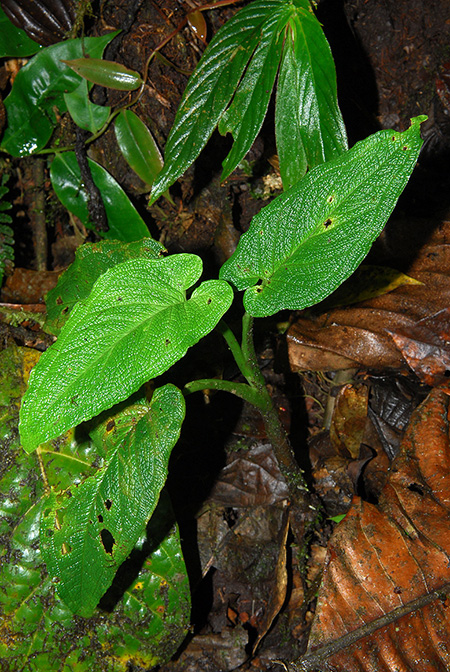 Chlorospatha bogneri