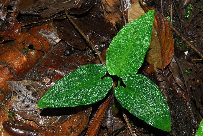 Chlorospatha bogneri