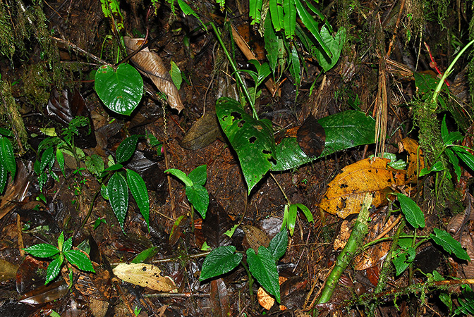 Chlorospatha bogneri