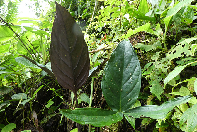 Chlorospatha cogolloi