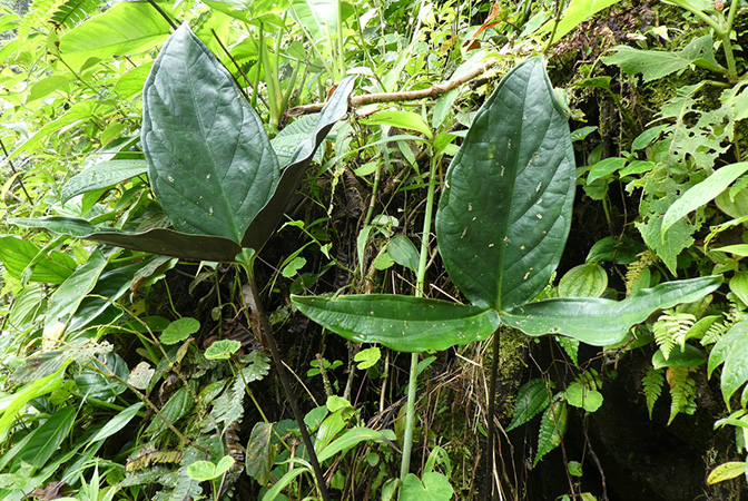Chlorospatha cogolloi