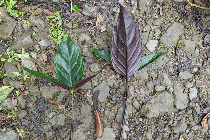 Chlorospatha cogolloi