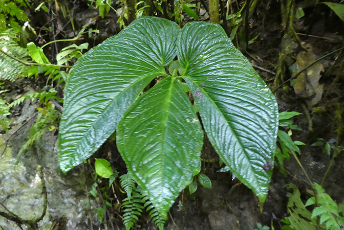 Chlorospatha corrugata