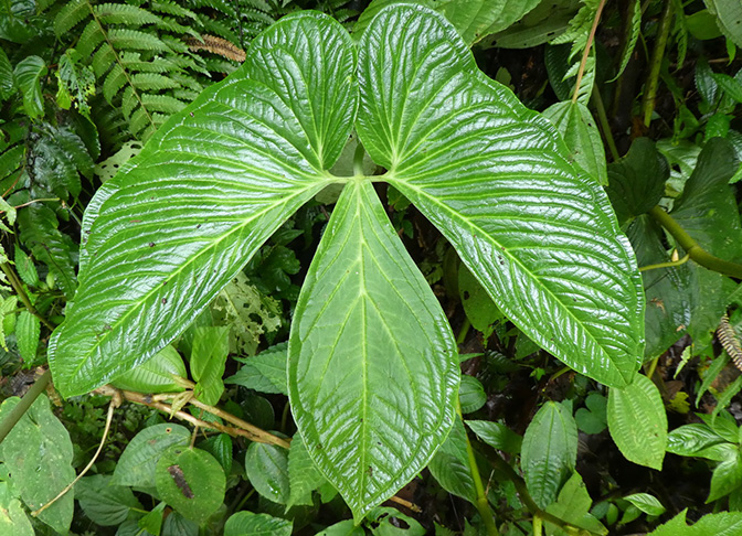 Chlorospatha corrugata