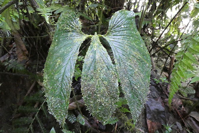 Chlorospatha corrugata