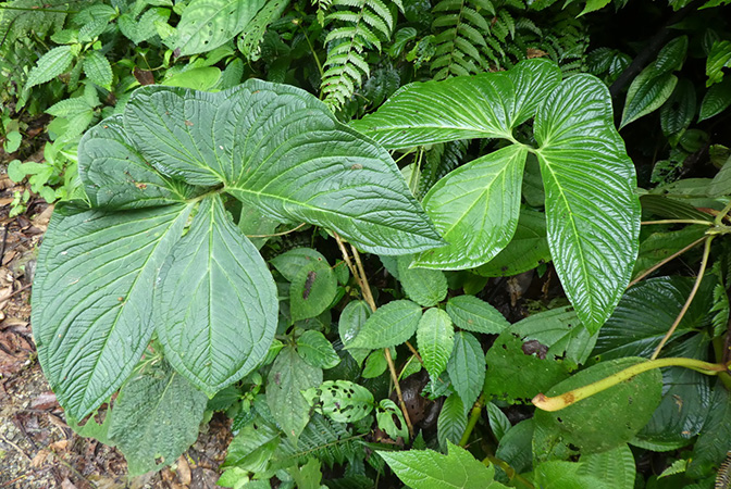 Chlorospatha corrugata