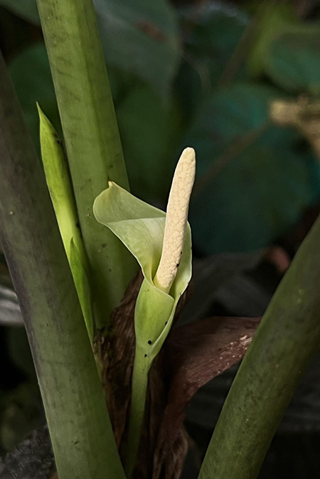 Chlorospatha corrugata
