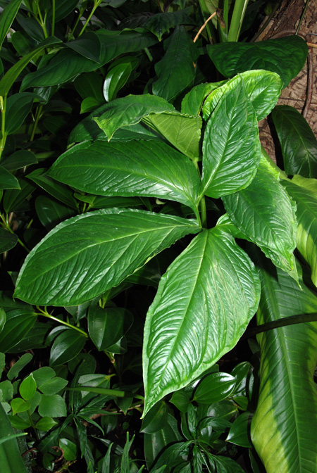 Chlorospatha croatiana