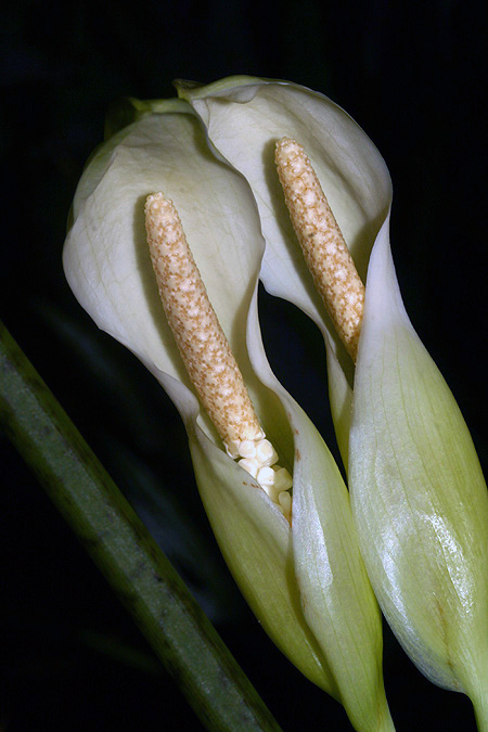 Chlorospatha croatiana