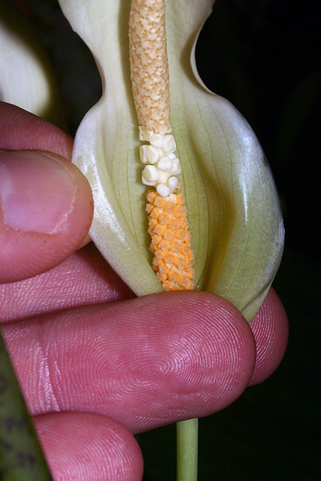 Chlorospatha croatiana