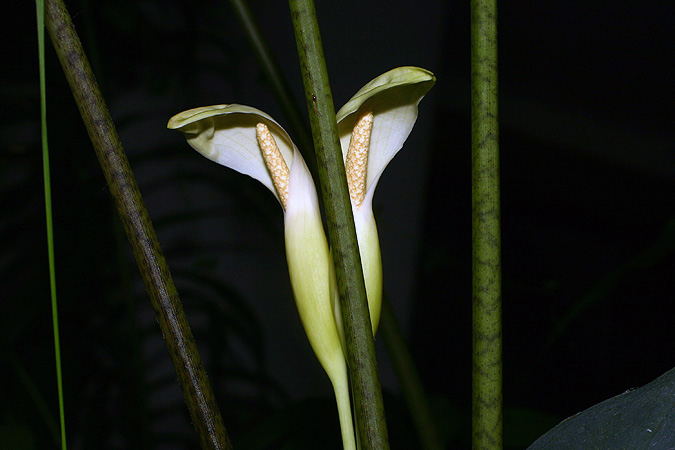 Chlorospatha croatiana