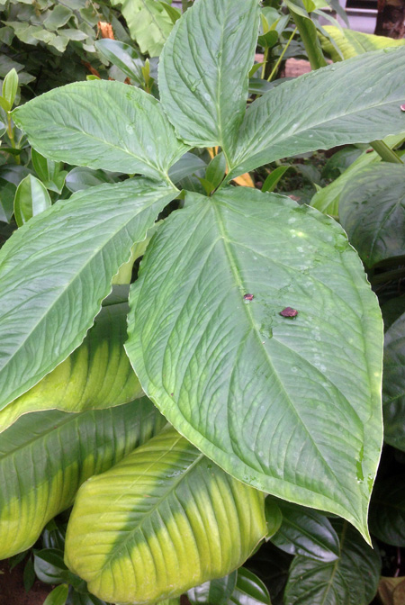Chlorospatha croatiana
