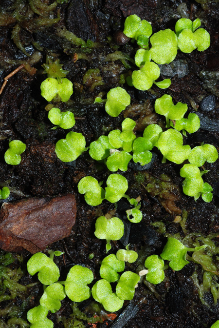 Chlorospatha croatiana