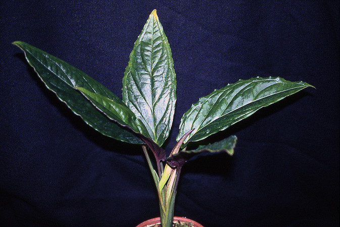 Chlorospatha feuersteiniae