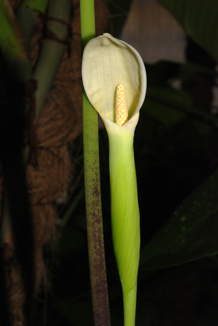 Chlorospatha ilensis