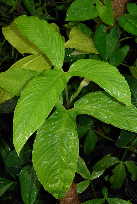 Chlorospatha ilensis