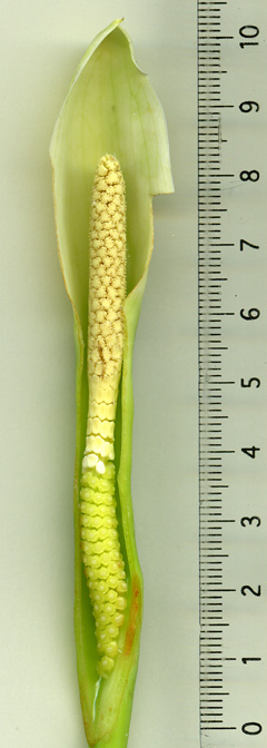 Chlorospatha ilensis