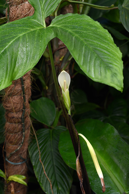 Chlorospatha ilensis