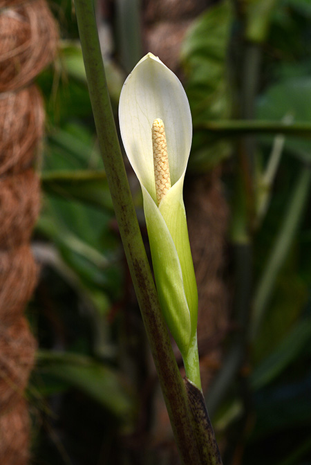 Chlorospatha ilensis