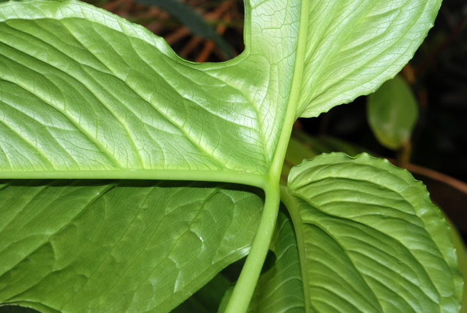 Chlorospatha ilensis