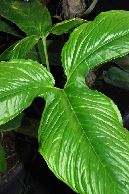 Chlorospatha ilensis