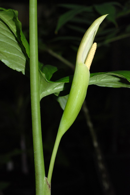Chlorospatha ilensis