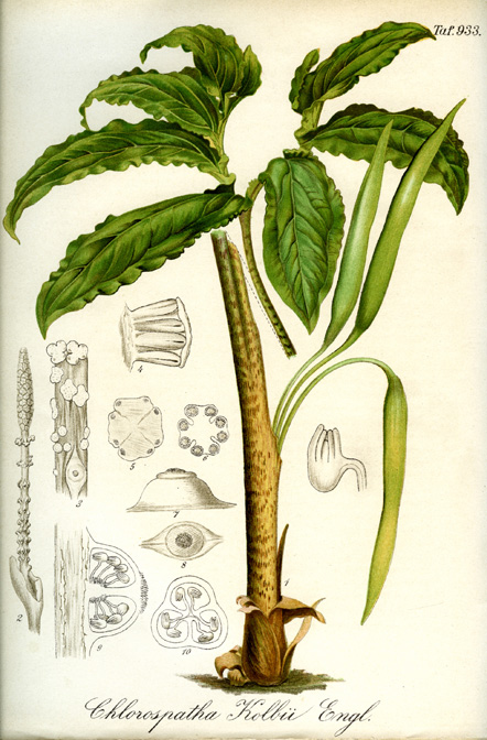 Chlorospatha kolbii