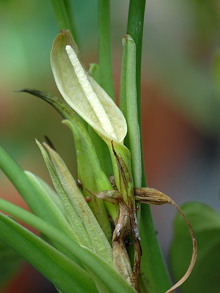 Chlorospatha longipoda