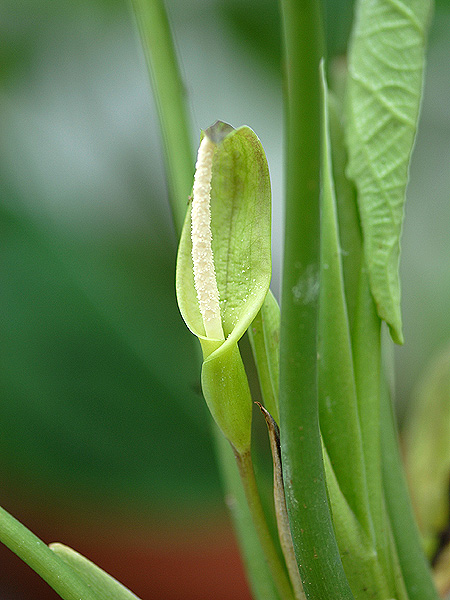 Chlorospatha longipoda