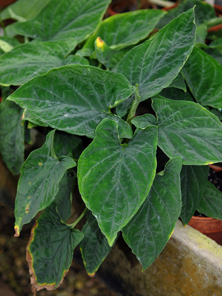 Chlorospatha longipoda