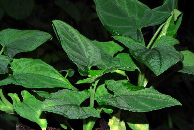 Chlorospatha longipoda