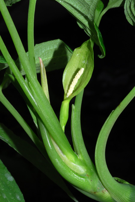 Chlorospatha longipoda