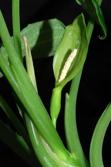 Chlorospatha longipoda