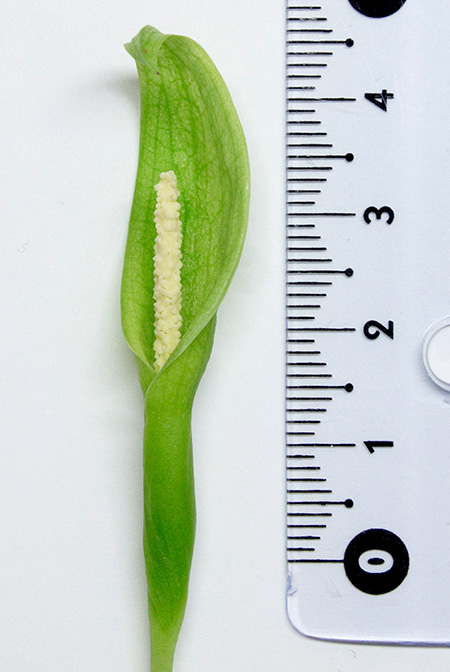 Chlorospatha longipoda