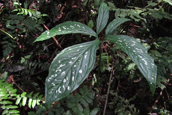 Chlorospatha luteynii