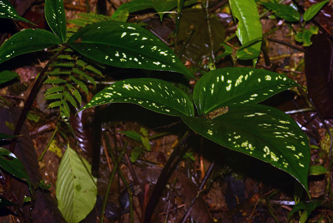 Chlorospatha mirabilis