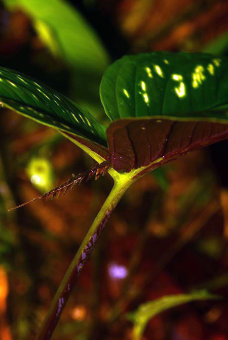 Chlorospatha mirabilis