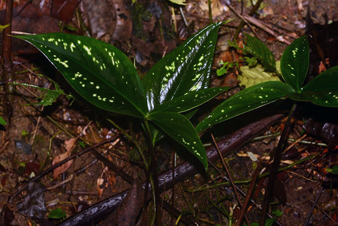 Chlorospatha mirabilis