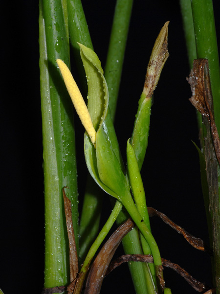Chlorospatha portillae