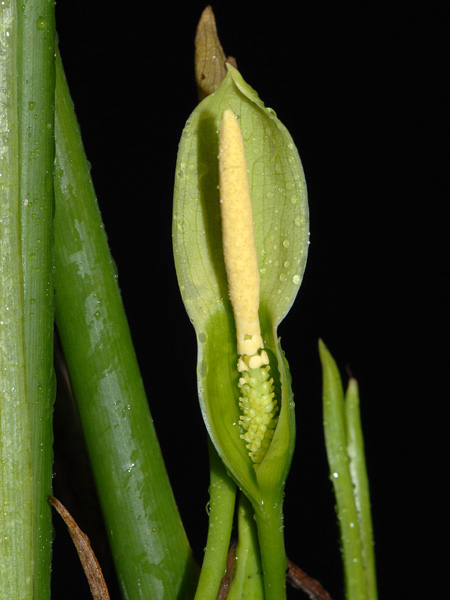 Chlorospatha portillae