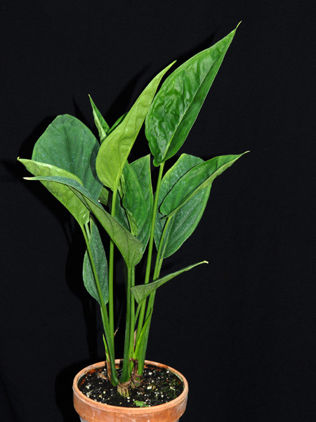 Chlorospatha portillae