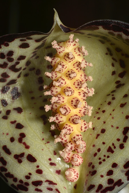 Colletogyne perrieri