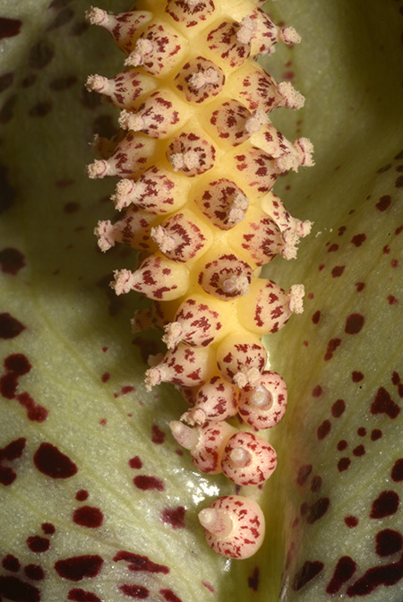 Colletogyne perrieri