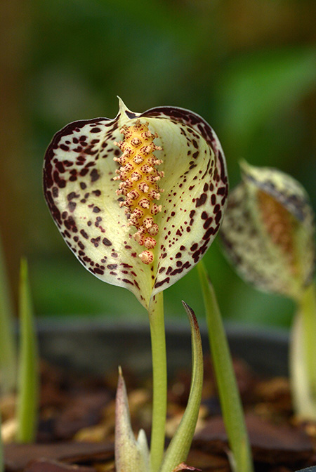 Colletogyne perrieri