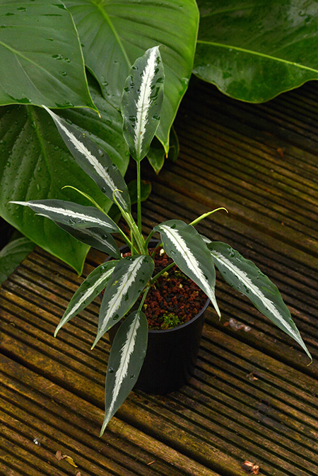 Colobogynium tecturatum