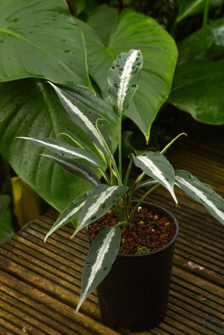 Colobogynium tecturatum